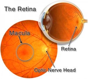 The Retina & Macula