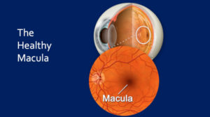 Healthy Macula