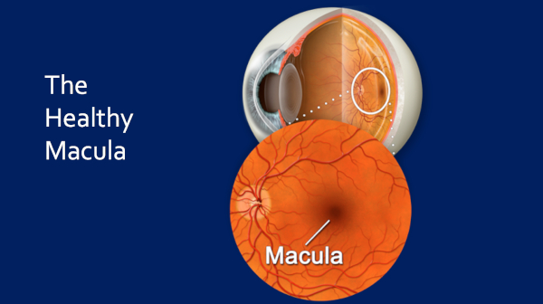 Healthy Macula