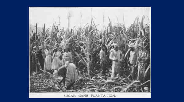 Sugar cane plantation and slave trade